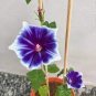 Imported Japan 'Fan' Blue White Morning Glory Hybrid 60 Seeds