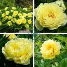 Heirloom Light Fragrant Yellow Peony Flower 10 Seeds