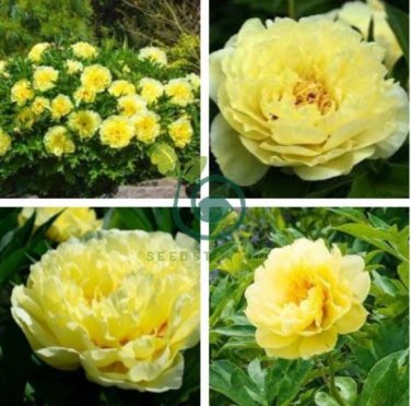 Heirloom Light Fragrant Yellow Peony Flower 10 Seeds