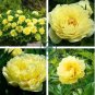 Heirloom Light Fragrant Yellow Peony Flower 10 Seeds