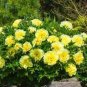 Heirloom Light Fragrant Yellow Peony Flower 10 Seeds