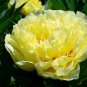 Heirloom Light Fragrant Yellow Peony Flower 10 Seeds