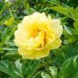 Heirloom Light Fragrant Yellow Peony Flower 10 Seeds