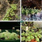 Crassula Nemorosa 40 Seeds