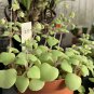 Crassula Nemorosa 40 Seeds
