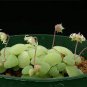 Crassula Nemorosa 40 Seeds
