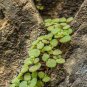 Crassula Nemorosa 40 Seeds