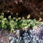 Crassula Nemorosa 40 Seeds