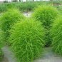 Green Kochia Scoparia Molly Scoparia Grass Gorgeous Plants 240 Seeds