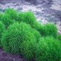 Green Kochia Scoparia Molly Scoparia Grass Gorgeous Plants 240 Seeds