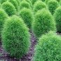 Green Kochia Scoparia Molly Scoparia Grass Gorgeous Plants 240 Seeds