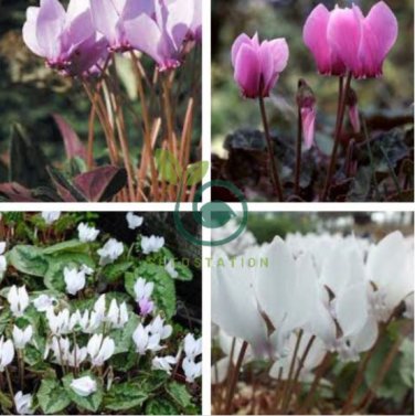 Cyclamen Hederifolium White Flower 12 Seeds