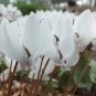 Cyclamen Hederifolium White Flower 12 Seeds