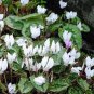 Cyclamen Hederifolium White Flower 12 Seeds
