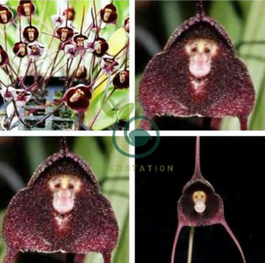 Dracula Pholeodytes Monkey Orchids 100 Seeds