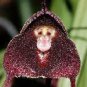 Dracula Pholeodytes Monkey Orchids 100 Seeds