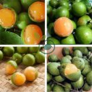Lemon Sweet Spanish Lime 200 Seeds