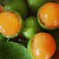 Lemon Sweet Spanish Lime 200 Seeds