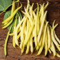 Bush Beans Yellow Wax Bean 16 Seeds