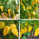 Chili Habanero Lemon Hot Pepper 30 Seeds