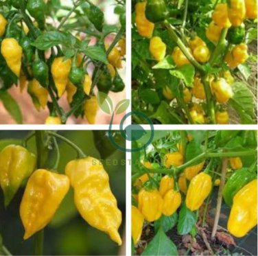 Chili Habanero Lemon Hot Pepper 30 Seeds