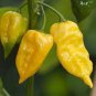 Chili Habanero Lemon Hot Pepper 30 Seeds