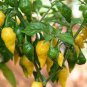 Chili Habanero Lemon Hot Pepper 30 Seeds