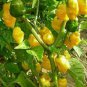 Chili Habanero Lemon Hot Pepper 30 Seeds