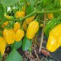 Chili Habanero Lemon Hot Pepper 30 Seeds