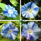 Rare Japan Takii White Blue Stripe Morning Glory Perennial Flower 100 Seeds