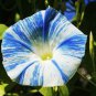 Rare Japan Takii White Blue Stripe Morning Glory Perennial Flower 100 Seeds