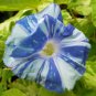 Rare Japan Takii White Blue Stripe Morning Glory Perennial Flower 100 Seeds