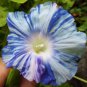 Rare Japan Takii White Blue Stripe Morning Glory Perennial Flower 100 Seeds