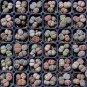 Mixed 10 Types of Lithops 20 Seeds