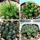 Haworthia Obtusa Yamada Black Succulent 10 Seeds