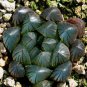 Haworthia Obtusa Yamada Black Succulent 10 Seeds