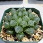 Haworthia Obtusa Yamada Black Succulent 10 Seeds