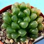 Haworthia Obtusa Yamada Black Succulent 10 Seeds