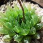 Haworthia Obtusa Yamada Black Succulent 10 Seeds