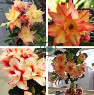 Adenium Redish Orange Petals Dark Red Centre Edge Flower 4 Seeds