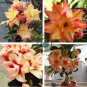 Adenium Redish Orange Petals Dark Red Centre Edge Flower 4 Seeds