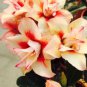 Adenium Redish Orange Petals Dark Red Centre Edge Flower 4 Seeds