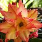 Adenium Redish Orange Petals Dark Red Centre Edge Flower 4 Seeds
