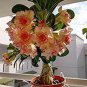 Adenium Redish Orange Petals Dark Red Centre Edge Flower 4 Seeds