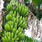 Dwarf Banana Apple Green Skin 200 Seeds
