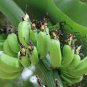 Dwarf Banana Apple Green Skin 200 Seeds