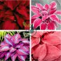 Hosta Seed Perennials Rose Red Leaves with White Edge 400 Seeds