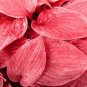 Hosta Seed Perennials Rose Red Leaves with White Edge 400 Seeds