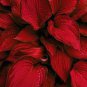 Hosta Seed Perennials Rose Red Leaves with White Edge 400 Seeds