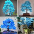 Blue Maple Tree 100 Seeds
